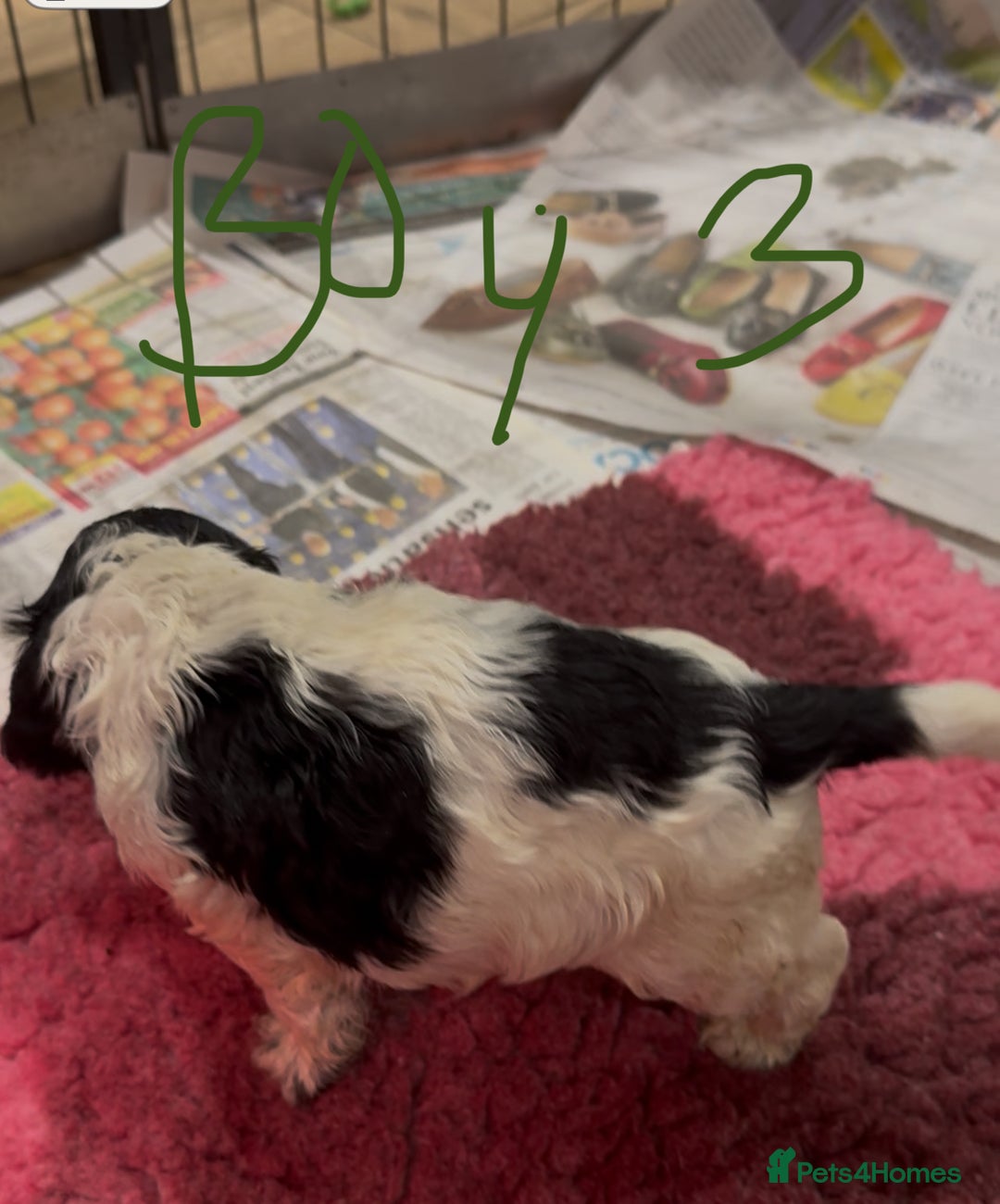 Cocker Spaniel dogs for sale: KC show cocker puppies black white boys - Image 31