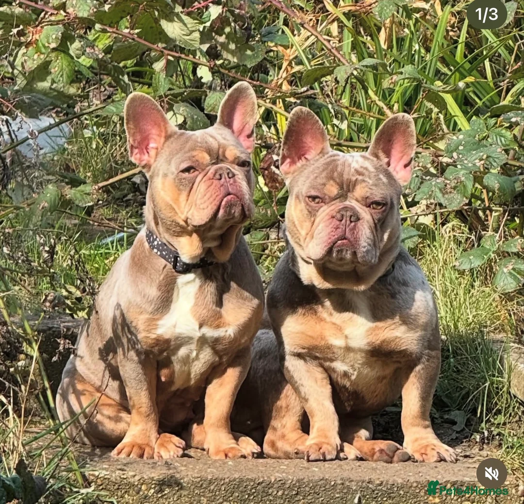 French Bulldog dogs for sale: 2 frenchies Avaliable  - Advert 1