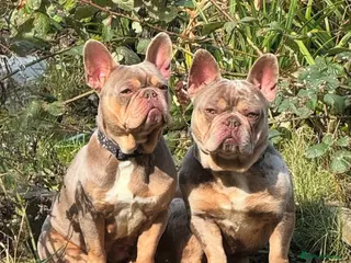 French Bulldog dogs 2 frenchies Avaliable - Advert 7