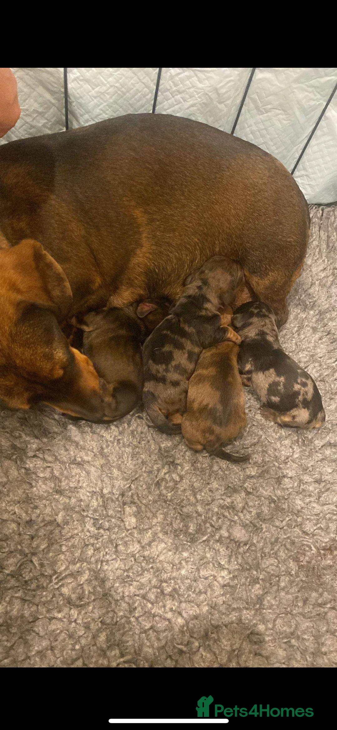 Miniature Dachshund dogs for stud: Proven Shaded red miniature dachshund stud in Pontypool - Advert 9