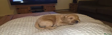 Labradoodle 1