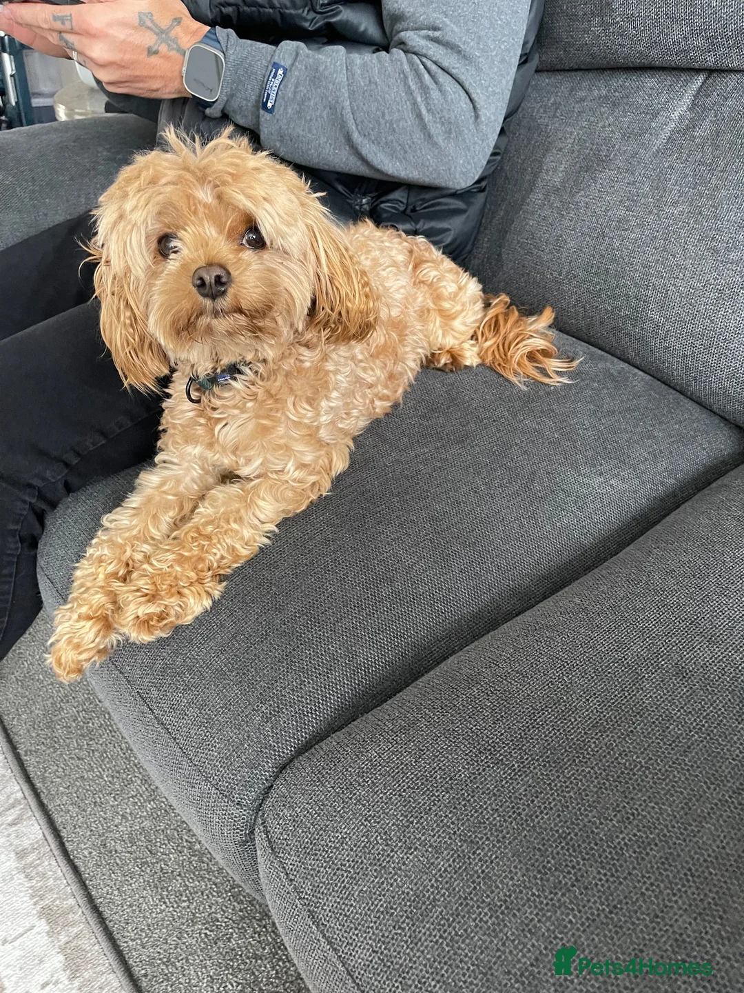 Cavapoo dogs for stud: CAVAPOO for Stud  in Peterborough - Advert 4