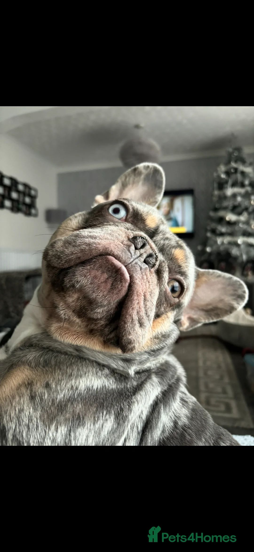 French Bulldog dogs for stud: Lilac merle wrapped in cream  - Advert 1