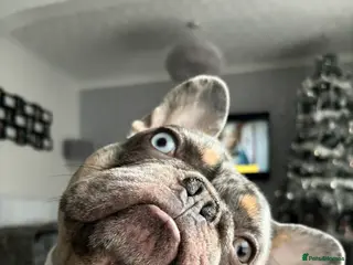 French Bulldog dogs Lilac merle wrapped in cream - Advert 14