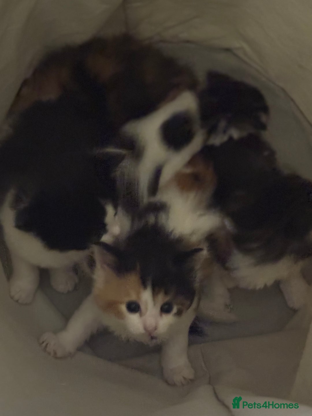 Mixed Breed cats for sale: 5 fluffy kittens  - Image 14
