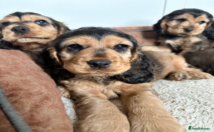 Cocker Spaniel dogs - Advert 1