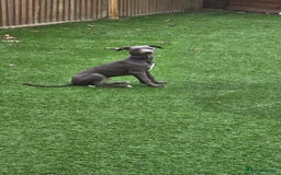 Whippet dogs for sale: Beautiful Male Whippet Puppy - Image 7