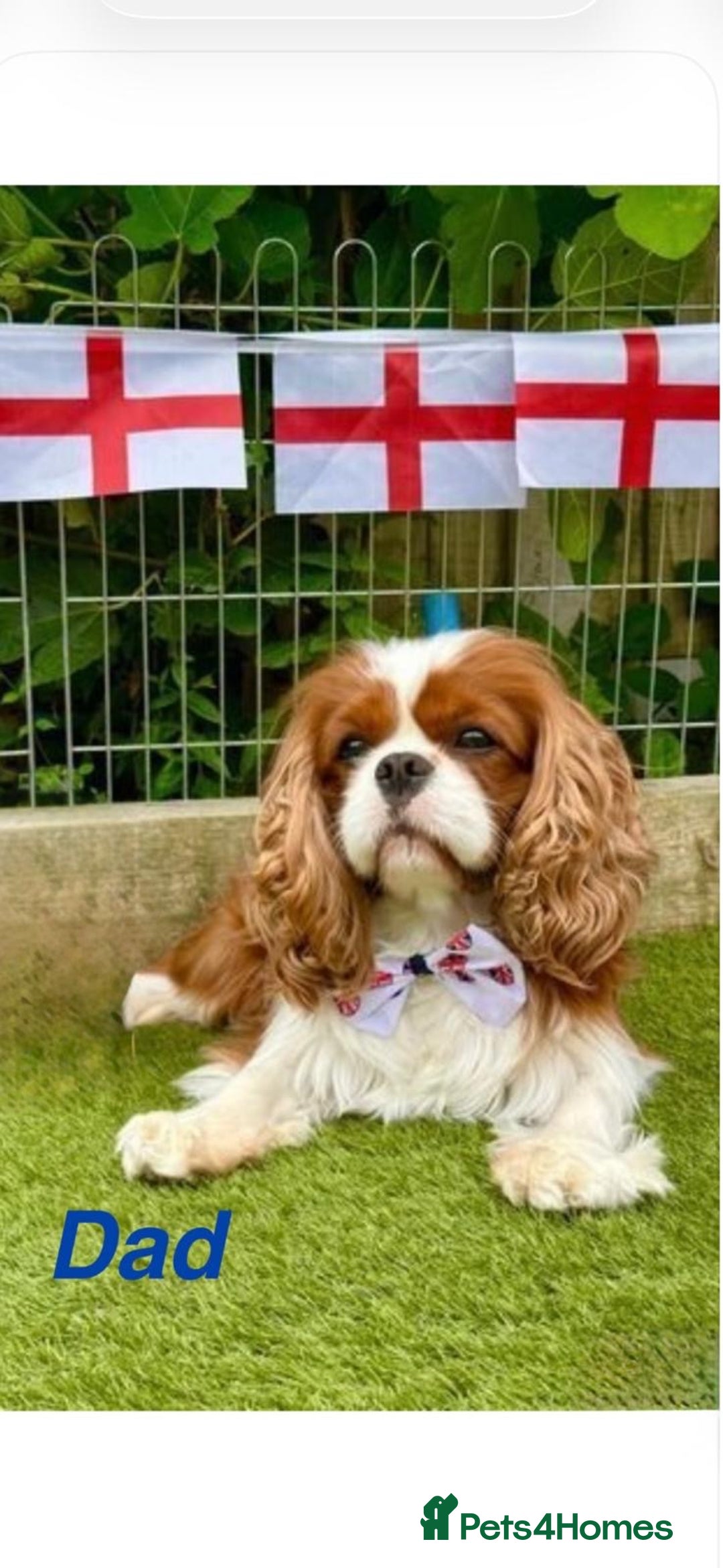 Cavapoo dogs for sale: Cavapoo Puppies-Perfect Family Companions - Advert 17