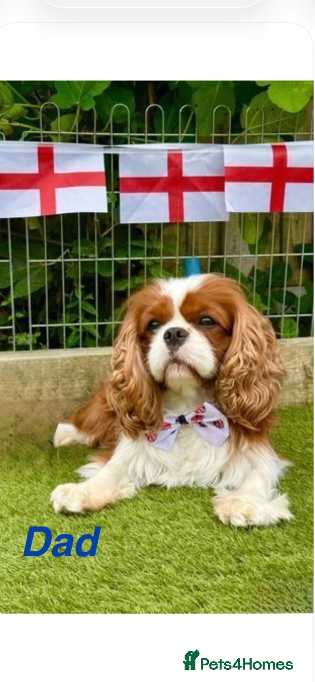 Cavapoo dogs for sale: Cavapoo Puppies (F1) -Perfect Family Companions - Advert 10