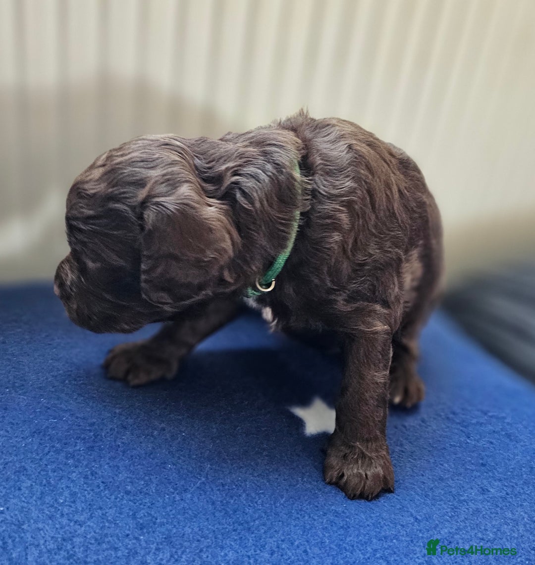 Cockapoo dogs for sale: Beautiful Chunky f2 Cockapoo Puppies  - Image 5