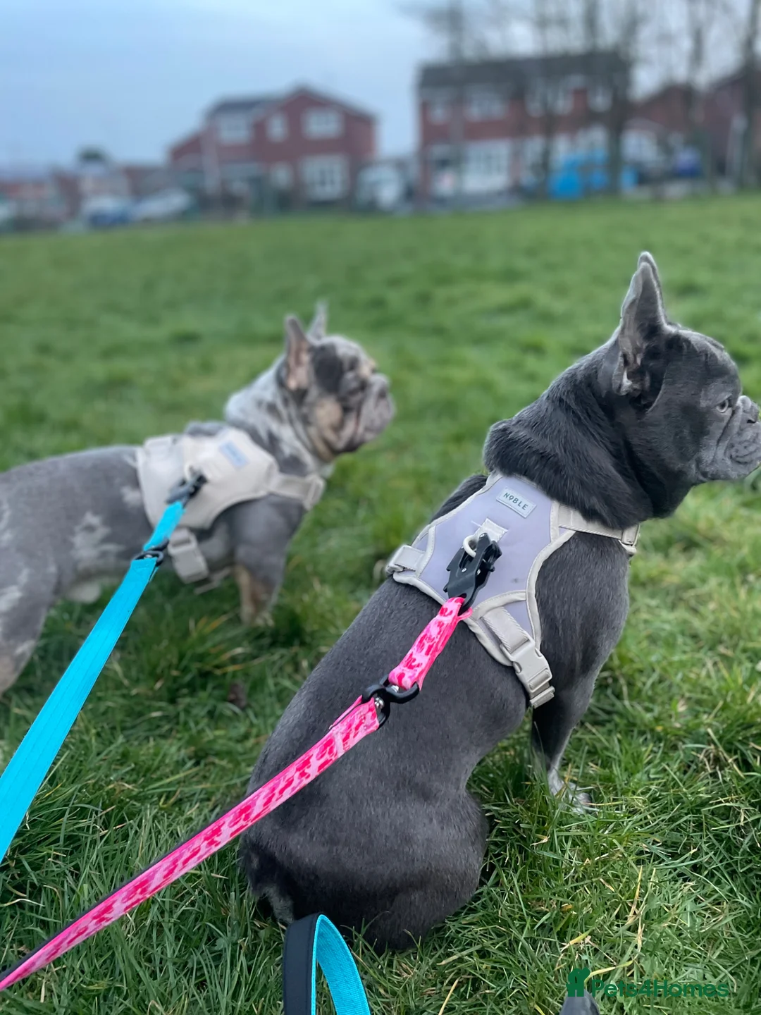French Bulldog dogs for stud: Male Merel Stud KC registered  - Advert 2