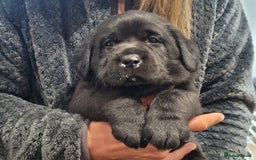 Labrador Retriever dogs for sale: 🐾Exceptional Black Labrador Retriever Puppies🐾 - Advert 10