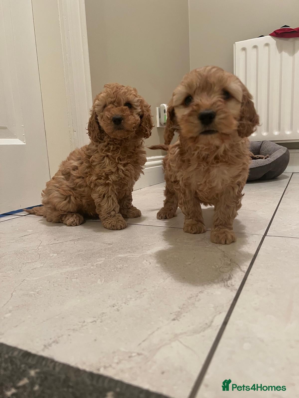 Cockapoo dogs Cockapoo  in Omagh - Advert 2