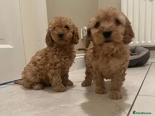 Cockapoo dogs Cockapoo in Omagh - Advert 2