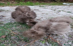 Chickens poultry for sale: CHOCOLATE AND MAUVE USA SILKIE PULLETS AVAILABLE  - Image 4