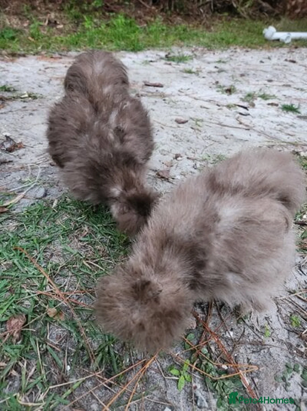 Chickens poultry for sale: CHOCOLATE AND MAUVE USA SILKIE PULLETS AVAILABLE  - Advert 4