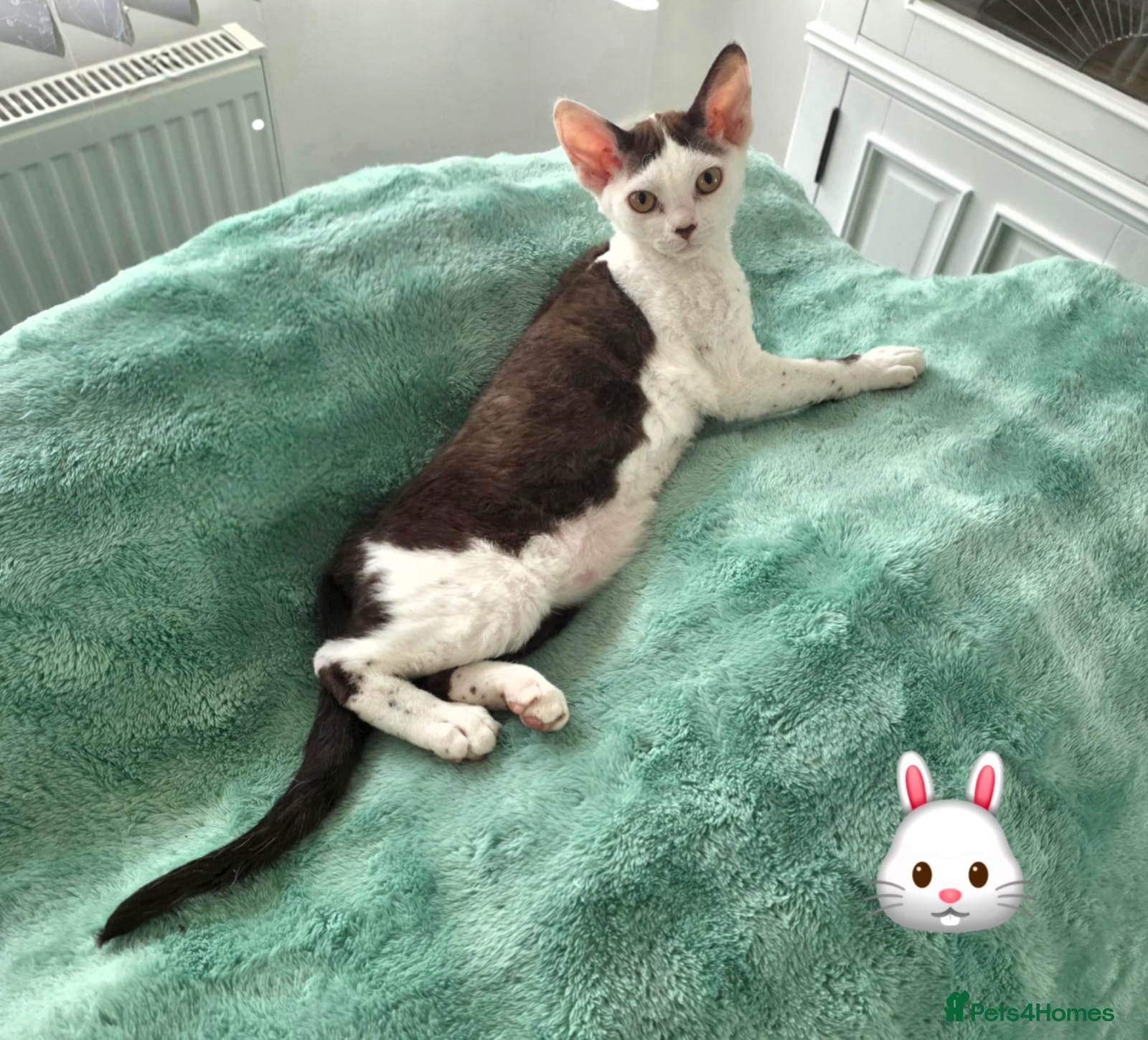 Devon Rex cats Darling Devons  - Advert 2