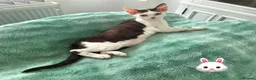 Devon Rex cats for sale: Darling Devons  - Advert 5