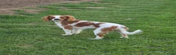 Cavalier King Charles Spaniel dogs for sale: K.C Registered adult cavalier girl - Advert 4