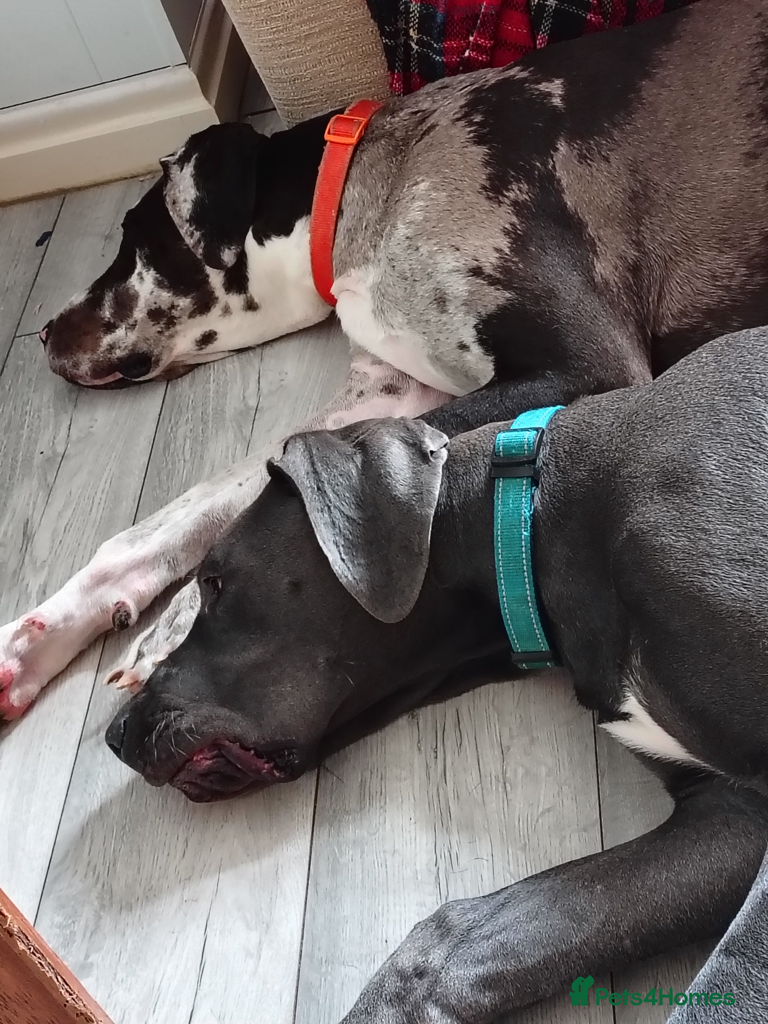 Great Dane dogs LITTER OF PEDIGREE GREAT DANES FOR SALE - Advert 1