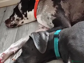 Great Dane dogs LITTER OF PEDIGREE GREAT DANES FOR SALE - Advert 6