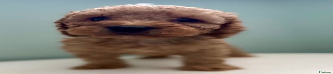 Pumbaa