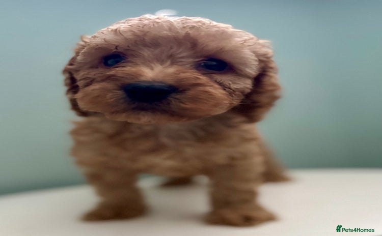 Cockapoo dogs - Advert 10