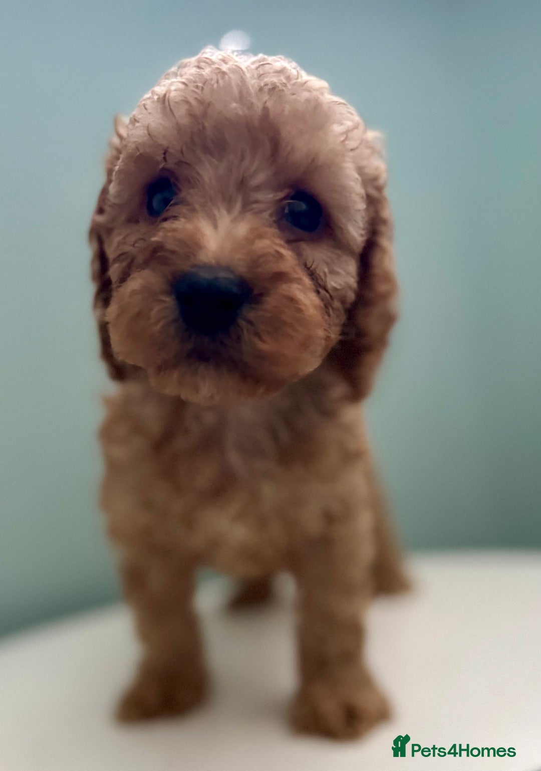 Cockapoo dogs for sale: ONLY 3 RED/WHITE COCKAPOO PUPPIES LEFT - Image 2