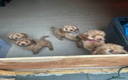 Cavapoo dogs for sale: Cavapoos  - Image 20