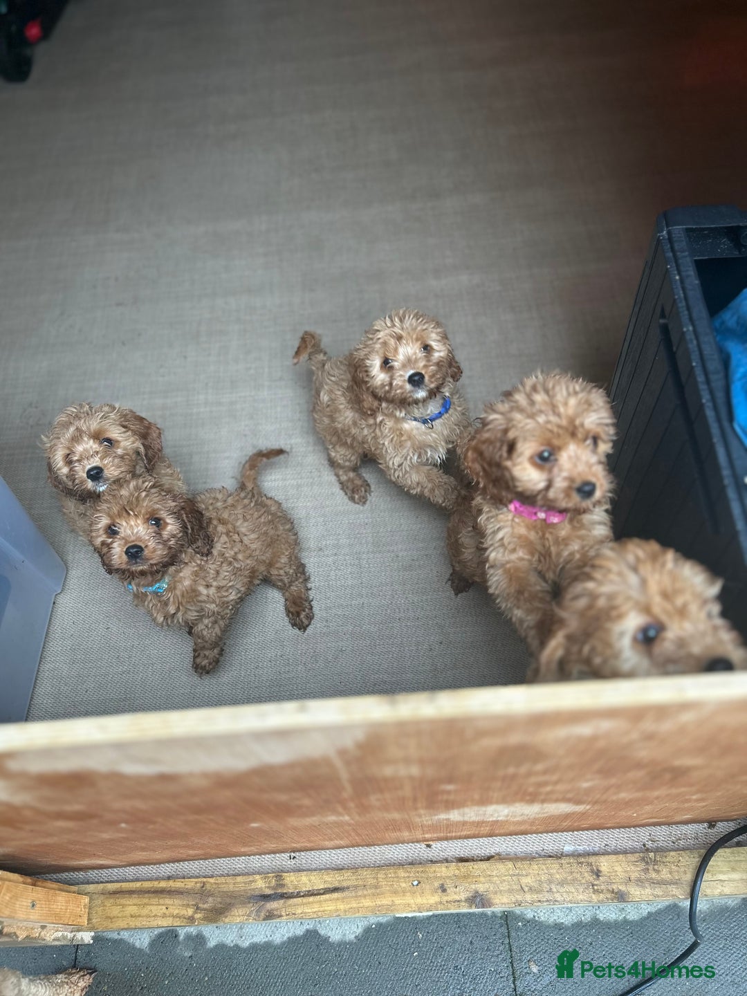 Cavapoo dogs for sale: Cavapoos  - Image 20