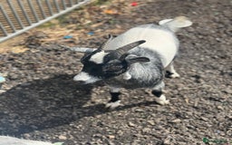 Goats livestock for sale: pygmy goats - Image 2
