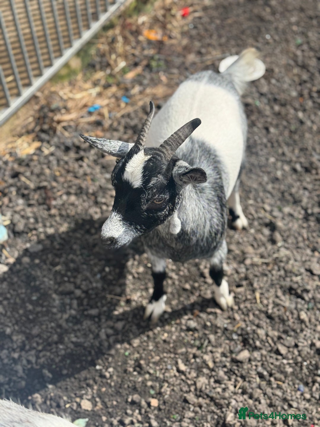 Goats livestock for sale: pygmy goats - Image 2