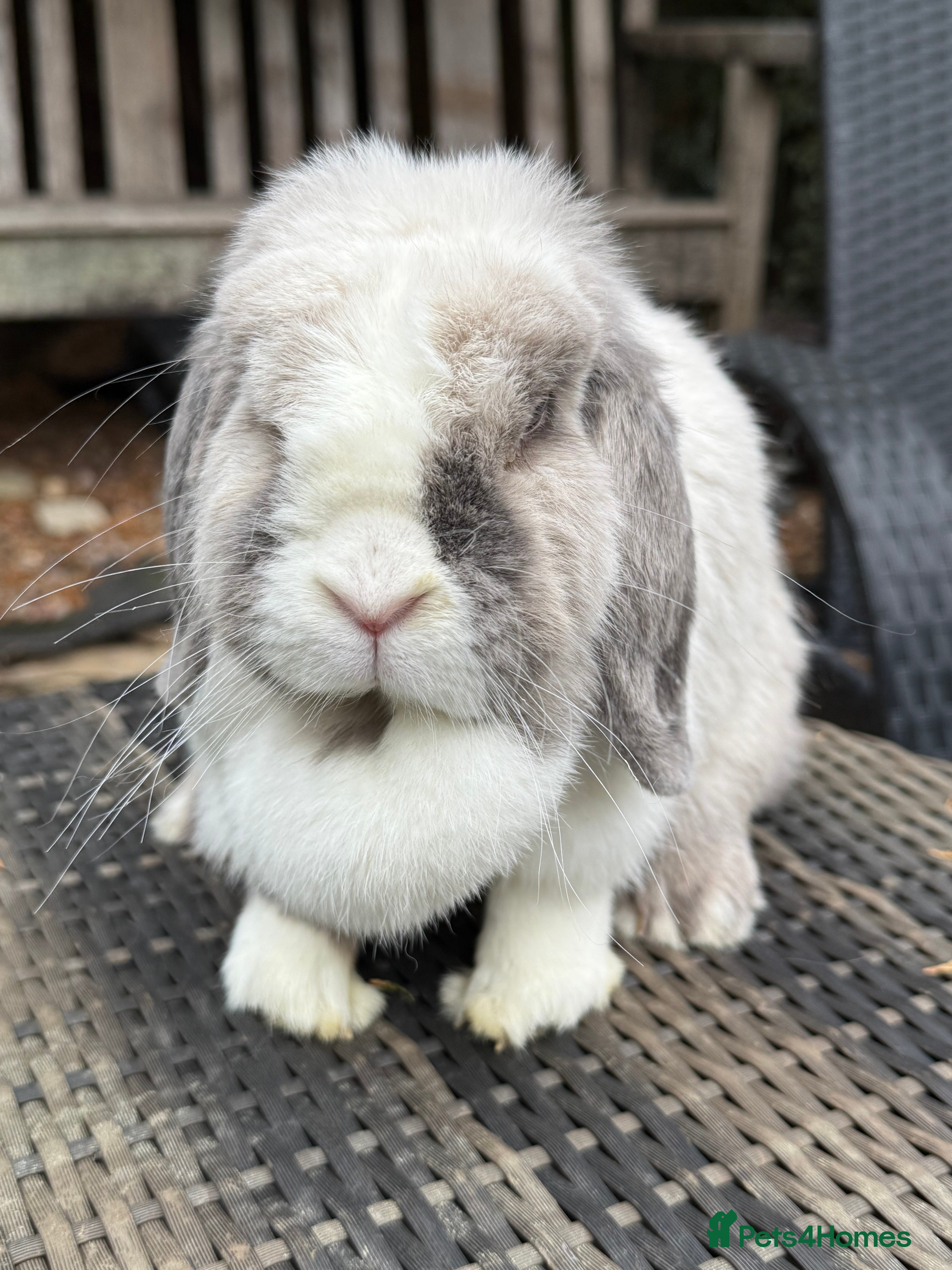 Mini Lop rabbits I have a couple of adult mini lops available  - Advert 6