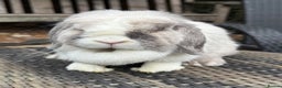 Mini Lop rabbits for sale: I have a couple of adult mini lops available  - Advert 1