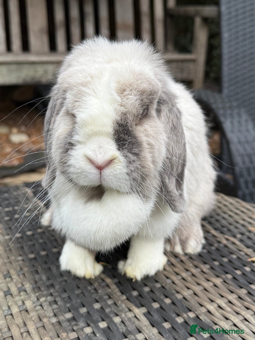 Mini Lop rabbits for sale: I have a couple of adult mini lops available  - Advert 1