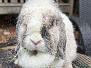 Mini Lop rabbits I have a couple of adult mini lops available - Advert 1