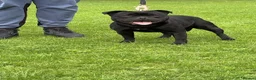 Staffordshire Bull Terrier dogs for sale: Staffordshire bullterrier pups in Chesterfield - Advert 4