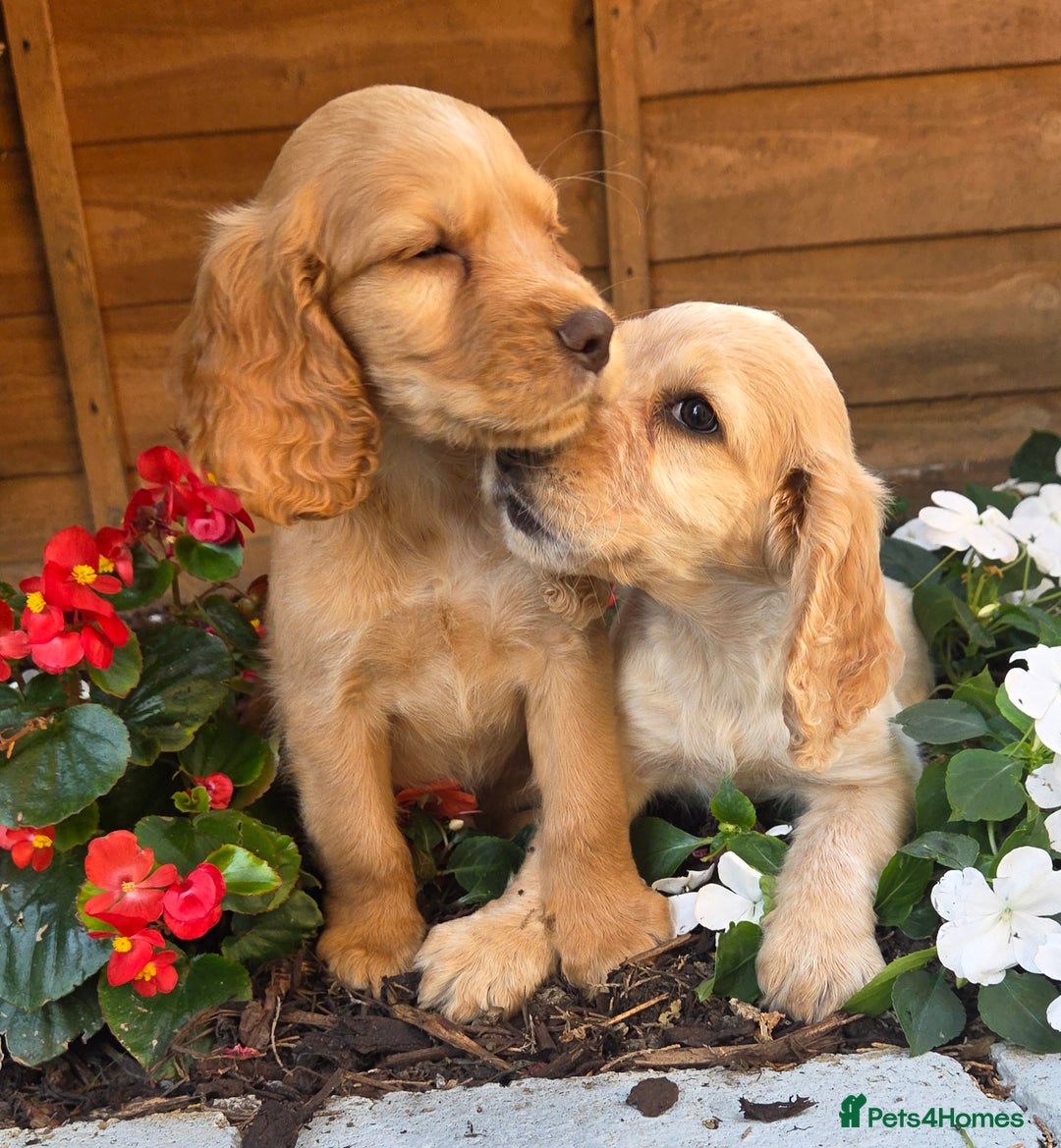 Cocker Spaniel dogs for sale: 2 beautiful working cocker spaniel pups  - Image 9