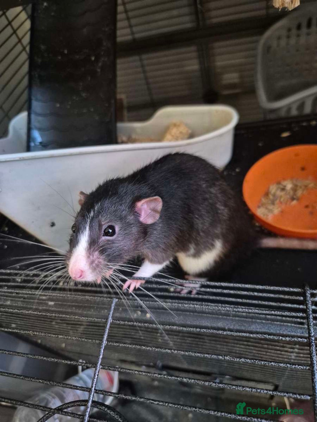 Rat rodents for sale: 2 male dumbo rats need rehoming!! - Image 5