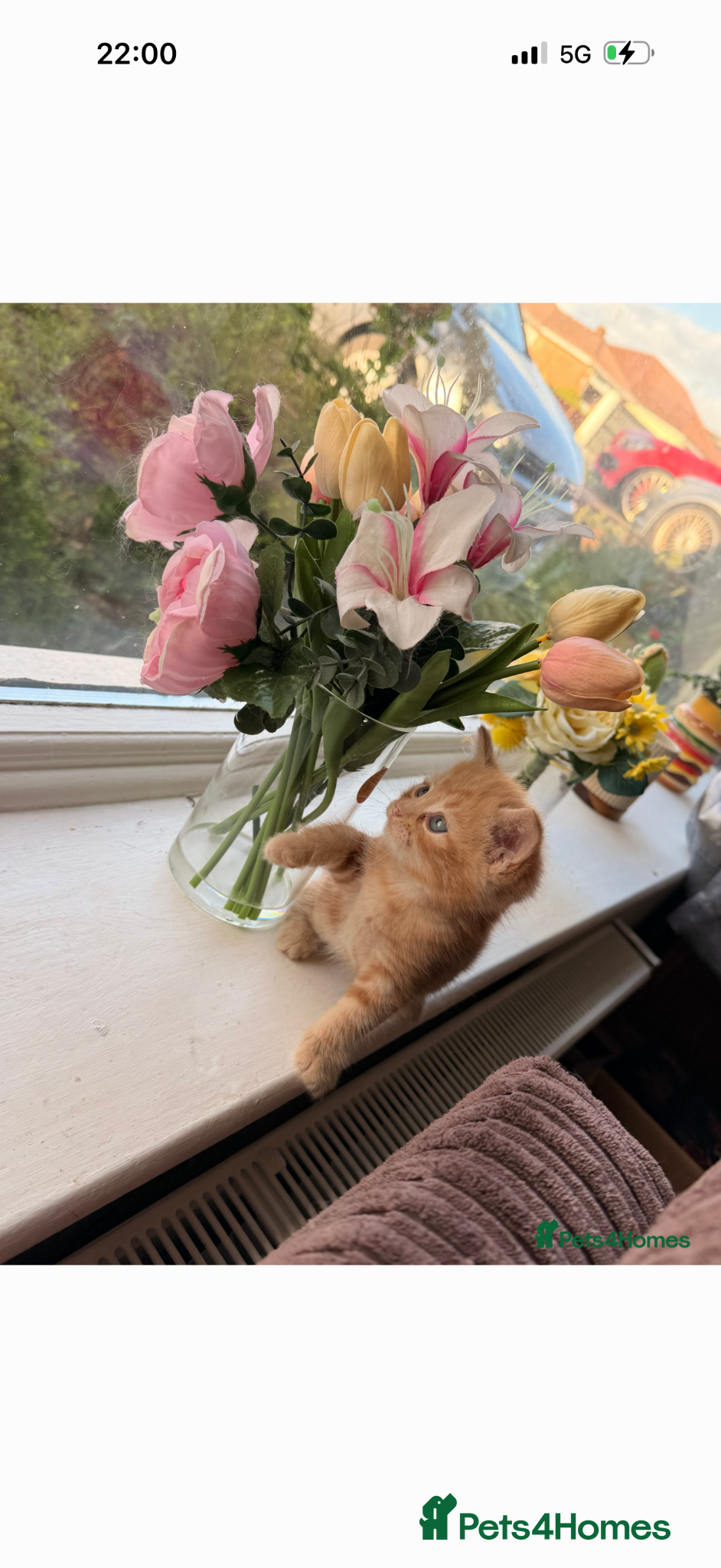 British Longhair cats Adorable fluffy kittens!!  - Advert 11