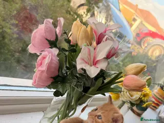 British Longhair cats Adorable fluffy kittens!! - Advert 11