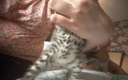 Bengal cats for sale: Pedigree bengal kittens  - Image 10