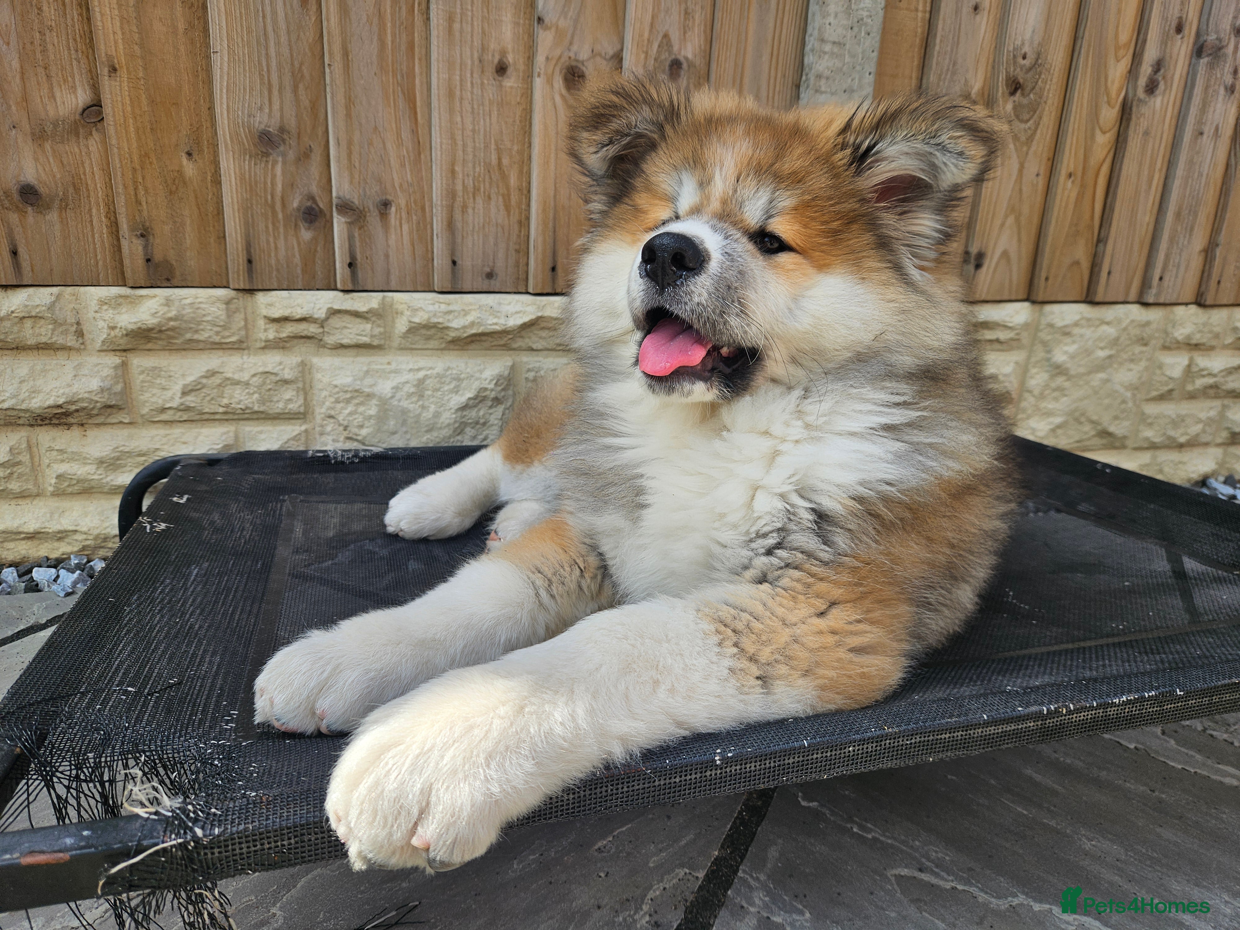 Japanese Akita Inu dogs for sale: RKC Registered Long-Coat Female - Advert 22
