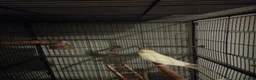 Budgerigars birds for sale: Budgie and cage  - Advert 1