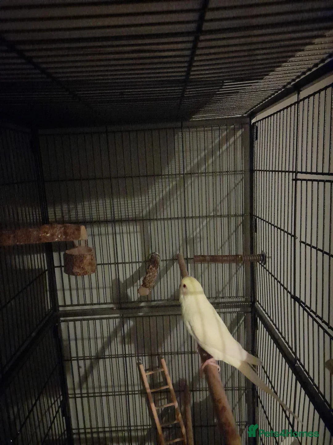 Budgerigars birds for sale: Budgie and cage  - Advert 1