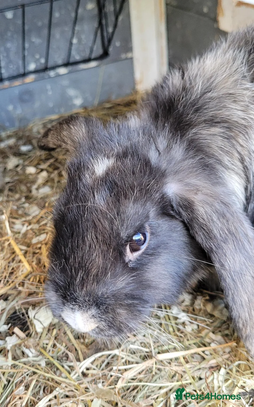 Mixed Breed rabbits for sale: Lop cross bunz - Advert 10