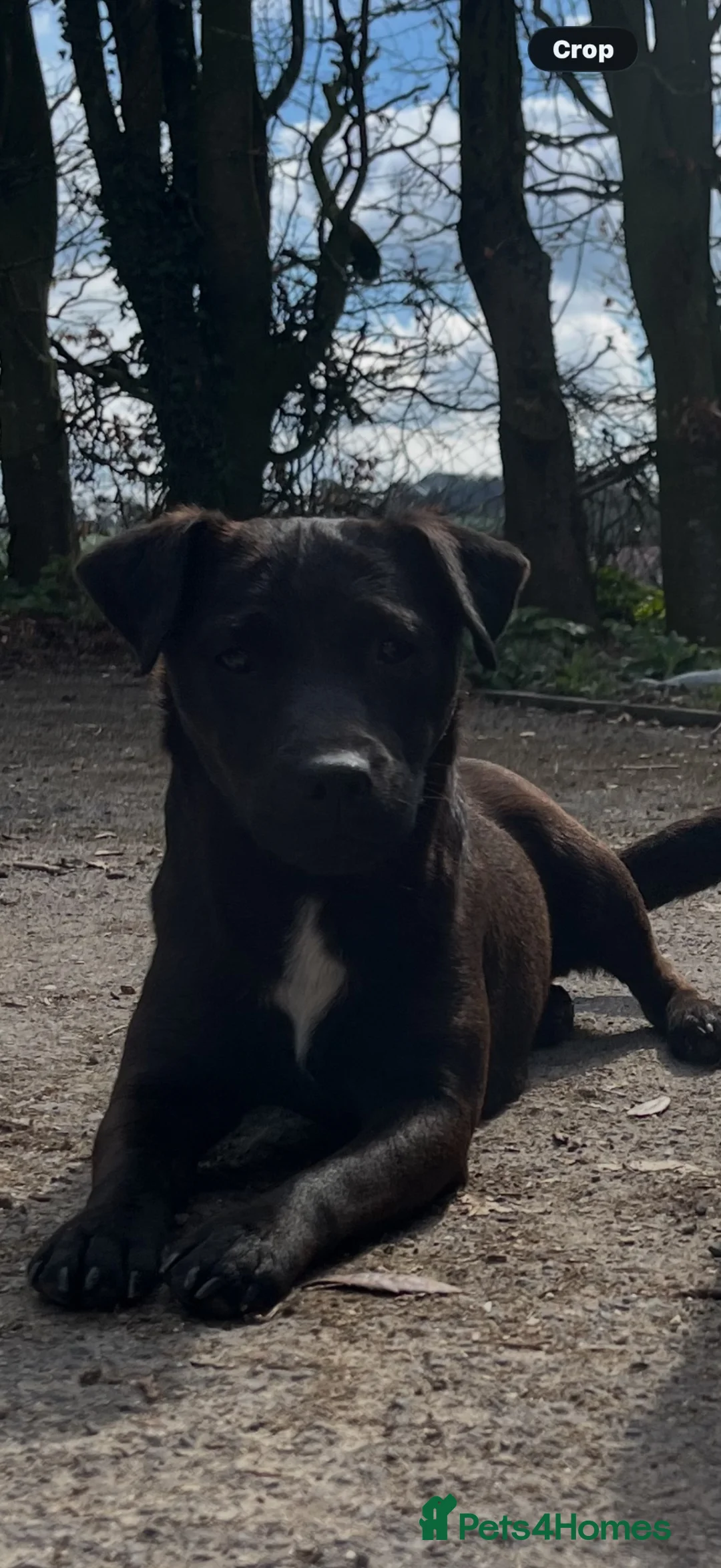 Patterdale Terrier dogs for sale: Patterdale puppies - Advert 2