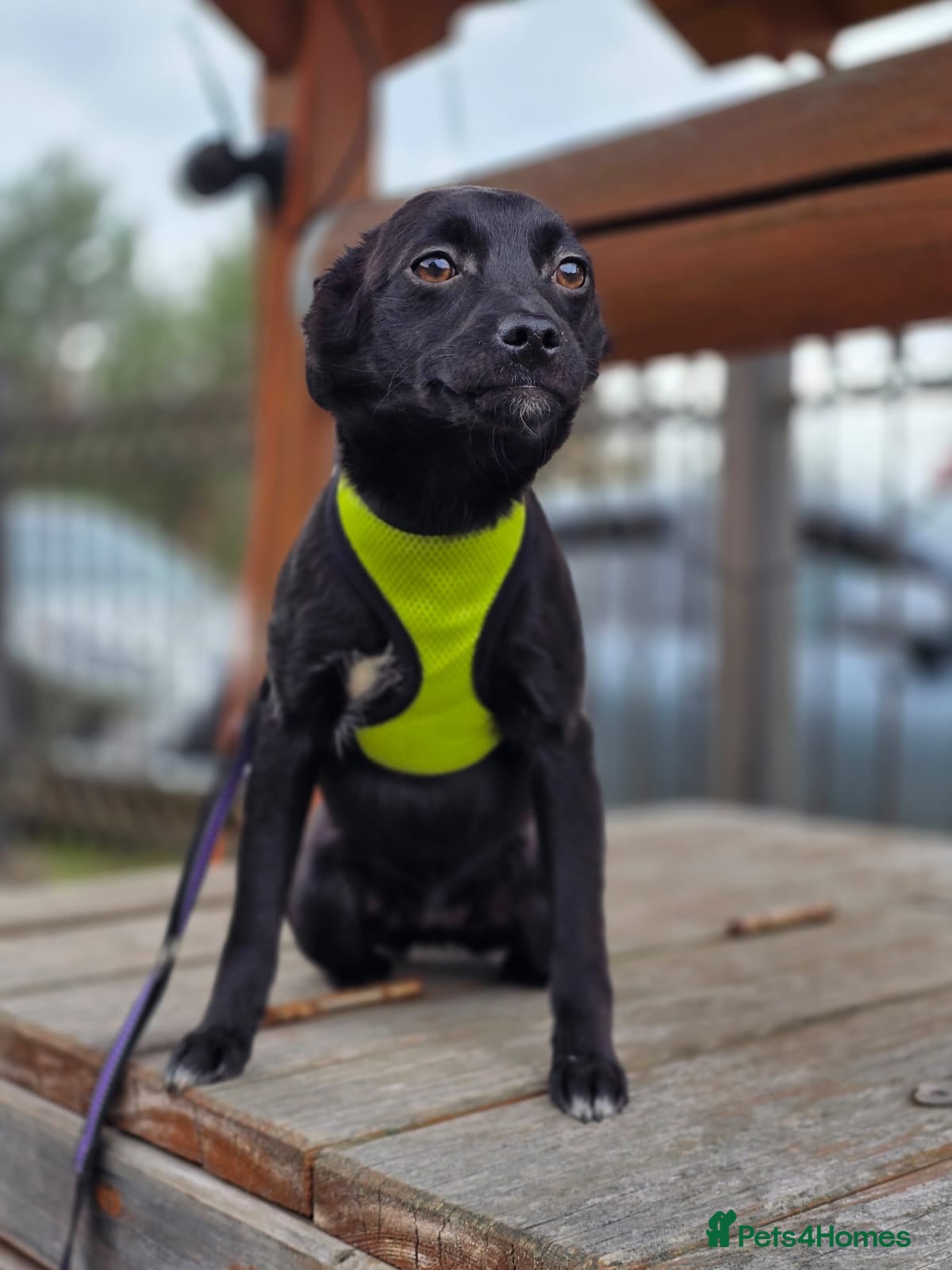 Mixed Breed dogs ❤️🐶 SOLA – A SOFT AND PEACEFUL LITTLE SOUL - Advert 1