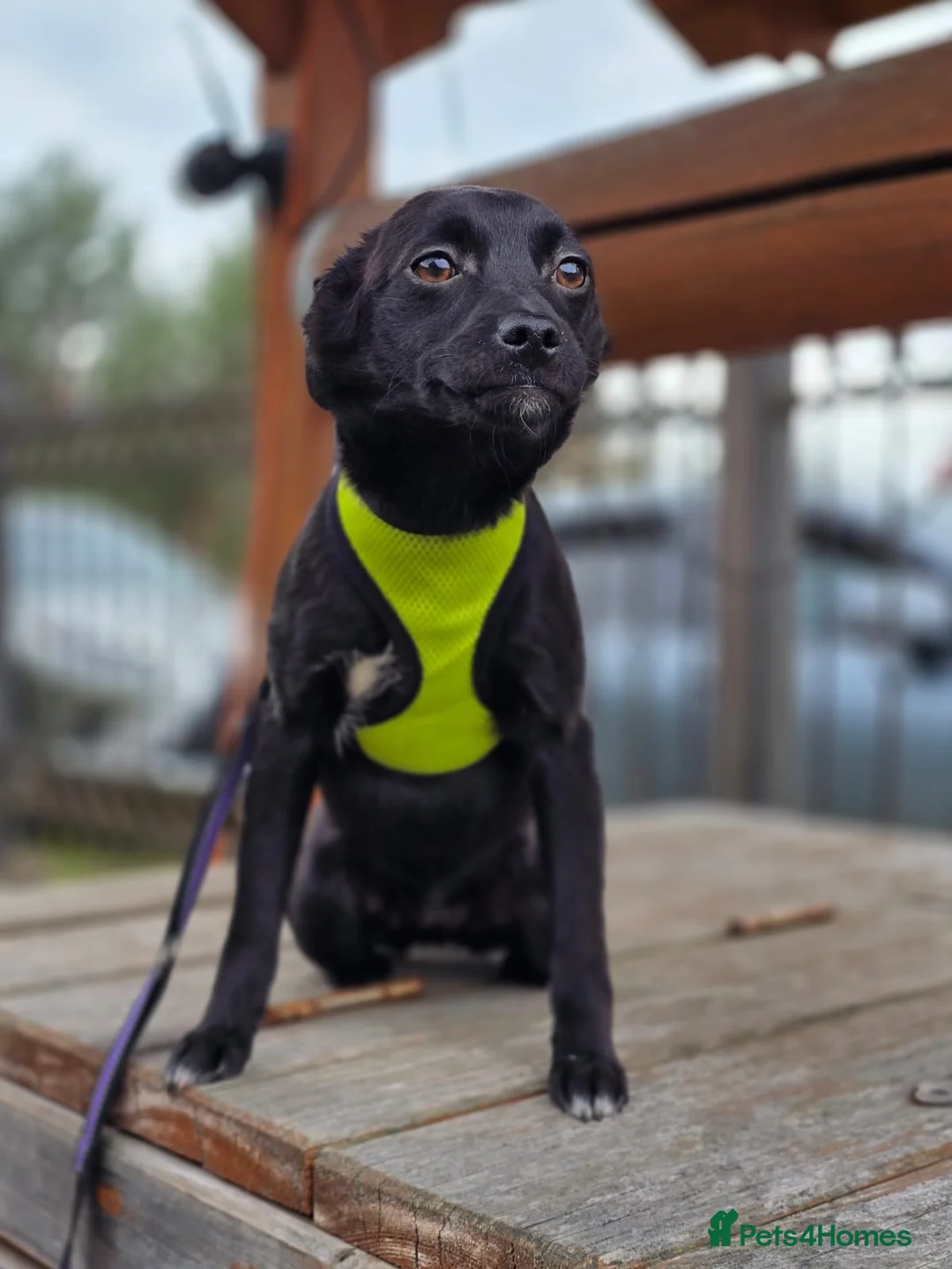 Mixed Breed dogs for adoption: ❤️🐶 SOLA – A SOFT AND PEACEFUL LITTLE SOUL in Burton-on-Trent - Advert 1