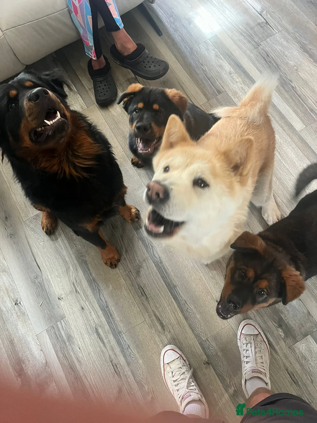 Mixed Breed dogs for sale: Beautiful bear bear - Advert 8